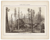 Vischer's Views of California: The Mammoth Tree Grove Calaveras County, California. And Its Avenues - 7