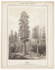 Vischer's Views of California: The Mammoth Tree Grove Calaveras County, California. And Its Avenues - 8