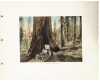 Three view books of Yosemite - 7