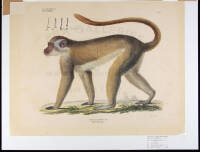 Gatt Cercopithecus