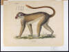Gatt Cercopithecus