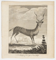 The Deer of the Cape of Good Hope