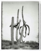 Saguaros - 3