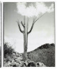 Saguaros - 4