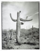 Saguaros - 5