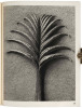 Art Forms in Nature. Second Series - 4
