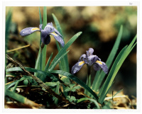 Iris