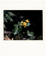 Marsh Marigold, 49