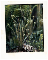 Fiddleheads (soft green)