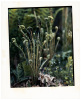 Fiddleheads (soft green)