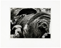 Weathered stump, timberline