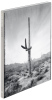 Saguaros - 3