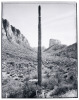 Saguaros - 4