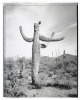 Saguaros - 6