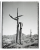 Saguaros - 7