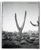 Saguaros - 9