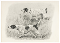 Dogs in the Field