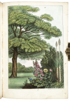 The Monthly Flora, or Botanical Magazine, Comprising the History, Description, and Colored Engravings, of 24 exotic flowers, 24 wild flowers of America, and 12 trees with fruit...Vol. 1