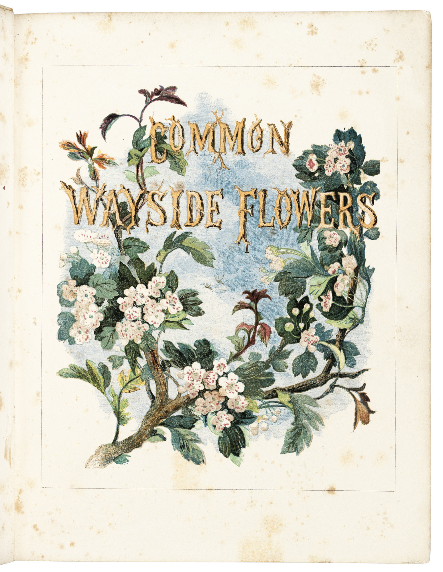 Common Wayside Flowers