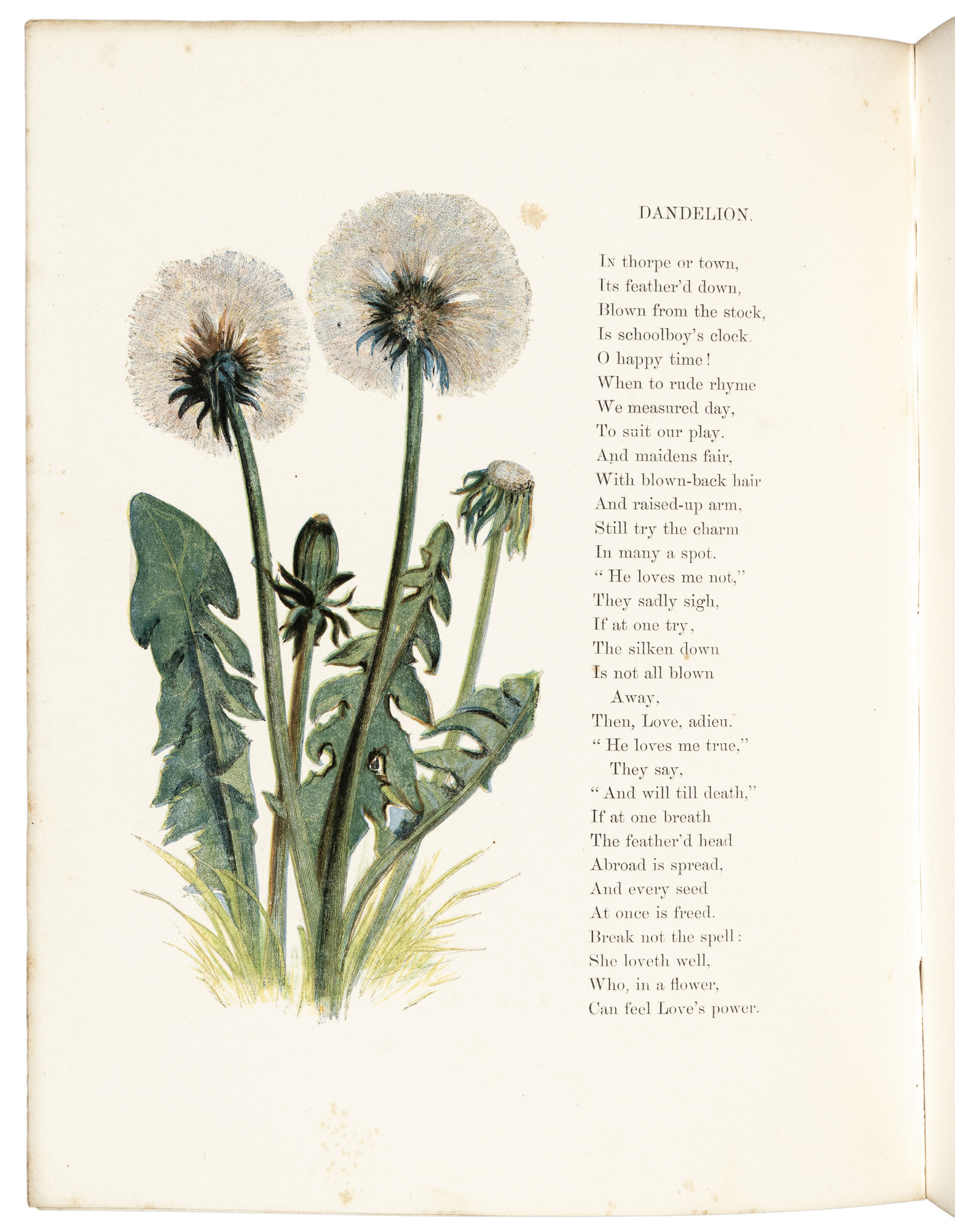 Common Wayside Flowers