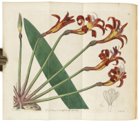 The Botanical Register: Consisting of Coloured Figures of Exotic Plants, Cultivated in British Gardens; with their History and Mode of Treatment...Vols. I and III