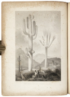 Cactaceae of the Boundary