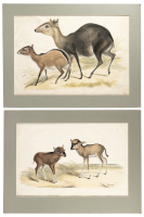Three natural history lithographs, hand-colored