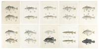 Ten plates from Ichthyology of South Carolina