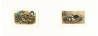 Two plates of quadrupeds, Audubon