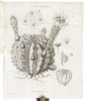 Observations sur la Famille des Cact&eacute;es, suivies de la Description d'une Esp&egrave;ce Nouvelle d'Echinocactus et de celle du Rhipsalis Parasitica