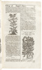 Botanologia: The English Herbal - 3