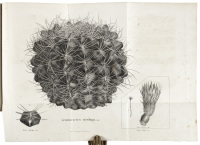 Cactearum aliquot novarum ac insuetarum in Horto Monvilliano cultarum accurata descriptio