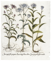 Erica minor flore albo and two forms of Lychnis Coronaria [Common Heather and two forms of Rose Campion]
