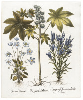 Ricinus Minor, Cramen Pernassi, Campanula Autumnalis Dodonei [Castor Bean, Grass of Parnassus, Marsh Gentian]