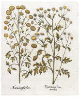 Matricaria flore pleno [and] Matricaria flore simplici [two forms of Feverfew]