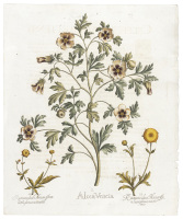 Alcea veneta with two Ranunculus forms [Flower-of-an-hour and large double buttercup]