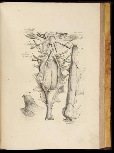 Myotomia Reformata: or an Antatomical Treatise on the Muscles of the Human Body