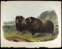 Ovibos, Moschatus, Gmel. Musk Ox. Males.