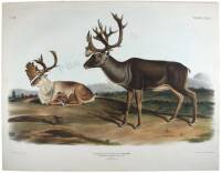 Tarandus Fircifer, Agassiz. Caribou or American Rein-deer. Males. 1. Summer Pelage. 2 Winter Pelage