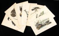 Lot of 7 hand-colored lithographed plates from the octavo edition of The Birds of America