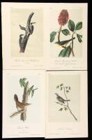 Lot of 23 hand-colored lithographed plates from octavo edition of 'Birds of America'