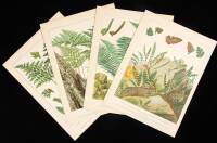 Lot of 30 chromolithographs from Cassell's European Ferns