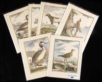 Lot of 12 hand-colored copper plate engravings from Buffon's 'Histoire Naturelle'