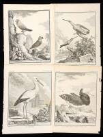 Lot of 16 ornithological copper-plate engravings from Buffon's Histoire Naturelle