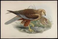 Circus Aeruginosus. Adult (Marsh-harrier)