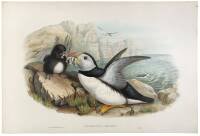 Fratercula Arctica (Puffin)