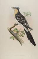 Oxylophus Glandarius [Great Spotted Cuckoo]