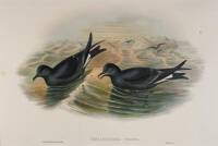 Thalassidroma Leachii