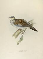 Turtle Dove. Columba Turtur, (Linn).