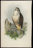 Buteo Vulgaris (Buzzard)